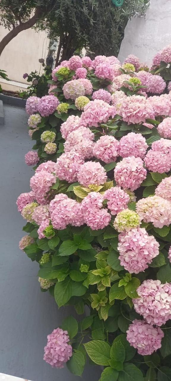 Hotel Vila Vilson ساراندا المظهر الخارجي الصورة